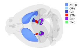 The basal ganglia (or basal nuclei) comprise multiple subcortical nuclei, of varied origin, in the brains of vertebrates, which are situated at the base of the forebrain. Basal Ganglia