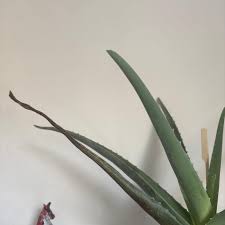 Image result for Aloe inyangensis