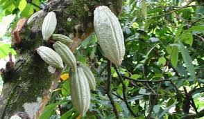 Maybe you would like to learn more about one of these? Cocoa Tree Seeds Tips On Growing Cacao Trees Dummer ç¶ æ‰‹æŒ‡ æœ€å°ˆæ¥­çš„é¤ŠèŠ±app