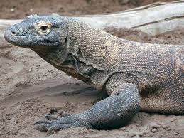 Maybe you would like to learn more about one of these? Reptiles0037 Free Background Texture Reptile Lizard Scales Komodo Dragon Brown Beige Gray Grey Desaturated