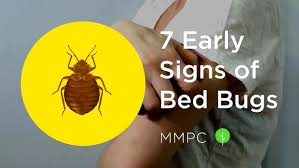 Image result for bed bugs