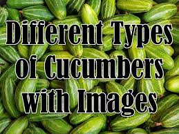 10 Different Types Of Cucumbers With Images Asian Recipe