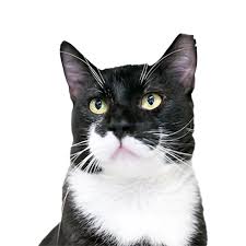 ‪Working with unowned cats - International Cat Care‬‏