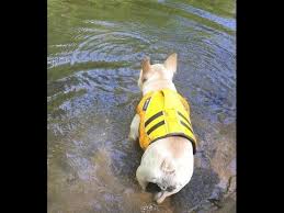 Dogs of few words, frenchies don't bark much—but their alertness makes them excellent watchdogs. French Bulldogs Cannot Swim On Their Own They Sink Like Rocks Here S A Good French Bulldog Lif In 2020 French Bulldog Dog French Bulldog Funny Brindle French Bulldog