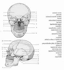 Best Anatomy Coloring Book Awesome 9 Best A P Coloring Pages Images On Pinterest Anatomy Coloring Book Anatomy Bones Skull Anatomy