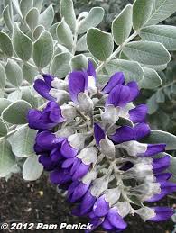 As you drive around north texas, you can spot and identify their beautiful flowers in pink or white. Plant This Silver Peso Texas Mountain Laurel Shines In Spring Digging