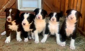 Know what you're getting into as an owner of a border collie. Garcin Mcnab Collies Mcnab Collie Breeder In California Also Known As Mcnab Shepherds Mcnab Dogs And Puppies For Sale