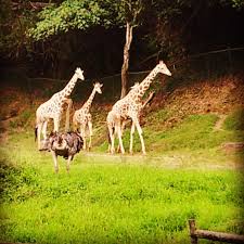 Giraffes Ostrich In Kl Zoo Negara Animals Giraffe Zoo