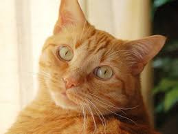 Black And Orange Tabby Kitten There Are So Many Things You Just Didn T Know About The Orange Tabby Cat And It S Because They Are Animals That Are Orange Tabby Cats Cat Aesthetic Tabby Cat