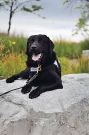 Labrador puppies coming from less reputed breeding farms regularly cost from $800 to $1500. 6 Northern Michigan Dogs You Ll Fall In Love With