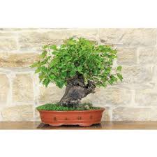 Uno dei modi più scenografici per esporre un piccolo bonsai. 3 Pz Pollice Verde Convogliatori Terriccio Bonsai In Alluminio Con Rete Utensili Per Il Giardinaggio Giardino E Giardinaggio Bepco Ee