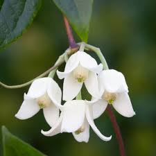 Gently wind any cut wood out of the plant mass. Clematis Urophylla Winter Beauty J Parker Dutch Bulbs