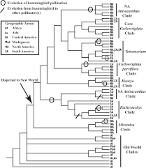 Image result for Megalochlamys revoluta
