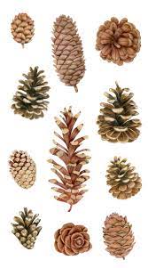 Watercolor Pine Cones And Branches Clipart Christmas Wreath Etsy Winter Watercolor Christmas Wreaths Clip Art