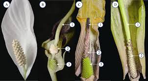 Image result for Araceae