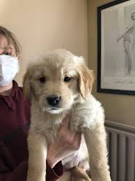 English golden retrievers colorado springs colorado. Golden Retriever Puppies Home Facebook