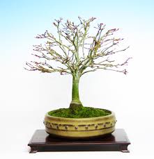 This bonsai tool is often understated and is great for gently cleaning debris from the surface of the bonsai soil. Broom Style Kiyohime Maple Shohin Winter Image Robert Nocher Shohin Bonsai