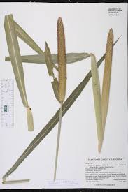 Image result for Cenchrus americanus