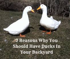 What duck pair is good for muli colored ducklings. 7 Reasons Why You Should Have Ducks In Your Backyard Twin Acres Homestead