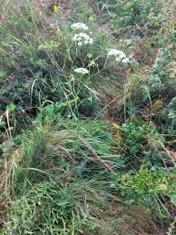 Image result for Pimpinella buchananii