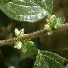 Image result for Corchorus saxatilis