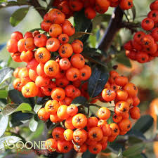 Image result for Pyracantha