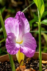 Image result for Siphonochilus