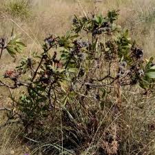 Image result for Justicia nuttii