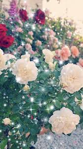 Find & compare similar and alternative android apps like . Rose Wallpaper 2019 For Android Apk Download