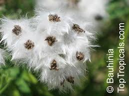 Image result for Eriocephalus racemosus