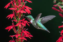 Image result for do hummingbirds like begonias