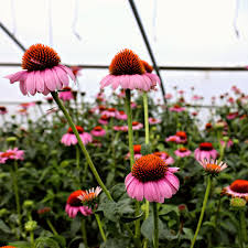 Image result for Echinacea purpurea `Magnus`