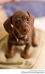 Chocolate Dachshund Puppy Cute Animals Daschund Puppies Cute Dogs