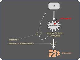 Image result for Oncogene