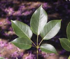 Image result for Brachystegia torrei