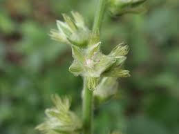 Image result for Pupalia micrantha