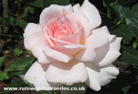 White was the traditional color of the coats of doctors, nurses, scientists and laboratory technicians, though nowadays a pale blue or green is often used. A Whiter Shade Of Pale Rose Hybrid Tea Potted And Bare Root Roses Available To Buy Online From British Roses