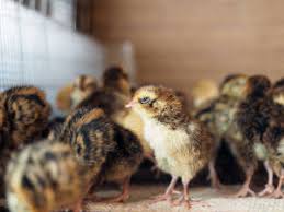 Its characteristics and compact structural design functions perfectly server its purpose. á…á… Hatching Quail Eggs Instructions For Success Useful Tips