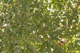 Image result for Cordia afra