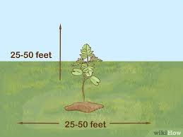 You might direct sow some seed outdoors. How To Grow A Jacaranda Tree 11 Steps With Pictures Wikihow