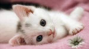 Collection by margaret • last updated 7 days ago. Cute Little Kitten Katzen Foto 37055438 Fanpop