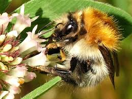 Image result for Bombus pascuorum sparreanus