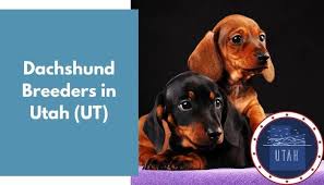 .посмотрите в instagram фото и видео dachshund puppies (@dachshund.puppies). 11 Dachshund Breeders In Utah Ut Dachshund Puppies For Sale Animalfate