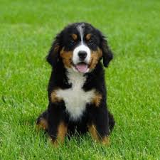Ukpets found the following results on bernese mountain dog for sale in the uk based on your search criteria. Toby Bernese Mountain Dog Puppy 600466 Puppyspot