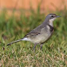 Image result for Vahlia capensis