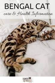 Bengal Cat Characteristics Personality Care Health Information Bengal Cat Personality Bengal Cat Cat Personalities