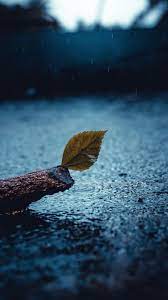 The Latest Iphone11 Iphone11 Pro Iphone 11 Pro Max Mobile Phone Hd Wallpapers Free Download Night Sky Wallpaper Photoshop Digital Background Rain Wallpapers