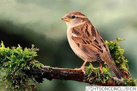 Birds Chirping In The Morning The Little Sparrow Extinction Of Sparrow Main Reasons Causes How Could We Save The Sparrow In 2020 House Sparrow Pet Birds Sparrow Bird