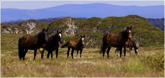 Wild Horse Populations In South East Australia Have A High Prevalence Of Strongylus Vulgaris And May Act As A Reservoir Of Infection For Domestic Horses Sciencedirect