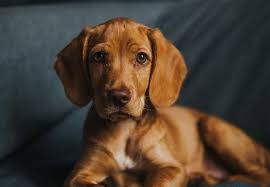 Maybe you would like to learn more about one of these? Vizsla Mixes 12 Most Popular Vizsla Crossbreeds Healthy Homemade Dog Treats